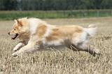 CHIEN FINNOIS DE LAPONIE 706